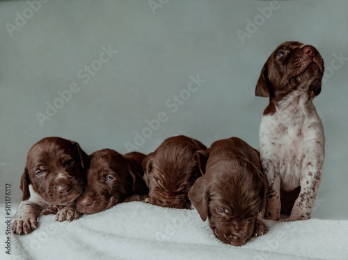 Newborn Poynter or Kurzhaar puppies with brown muzzles and speckled photo