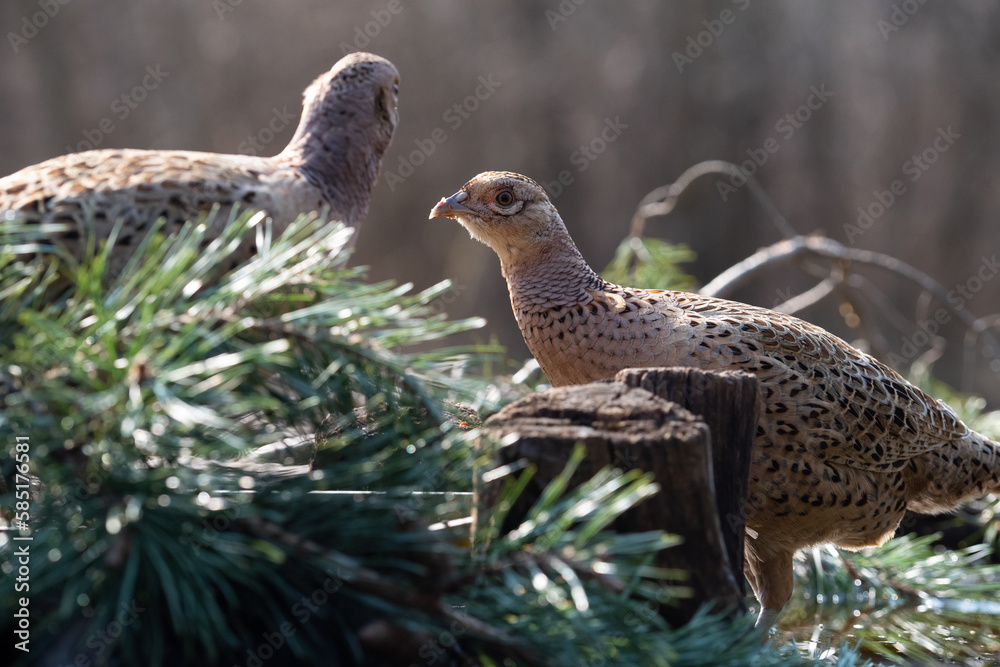 Birds from the middle of Europe Birds from the middle of Europe
