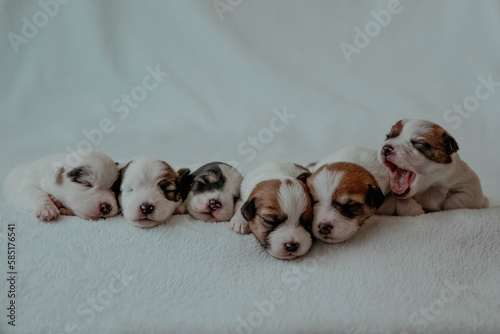 6 cute newborn puppies jack russell terrier photo