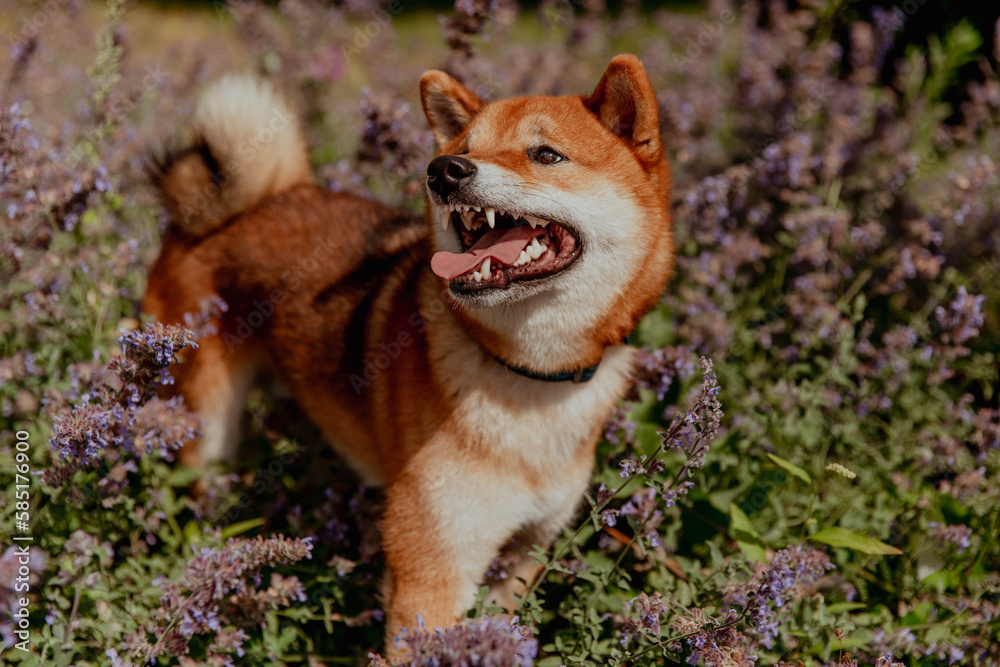Shiba Inu dog in purple colors shows teeth or smiles