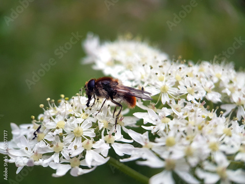 Hoverfly on a flower © Jennifer