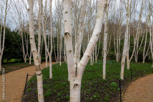 A cluster of Silver Birch trees