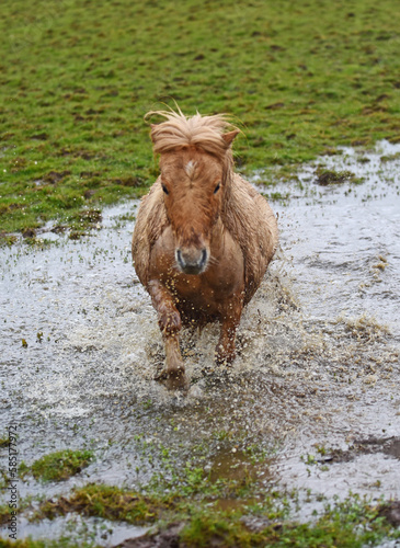 Photography Shetland pony and cob horse splashing in muddy puddle in field