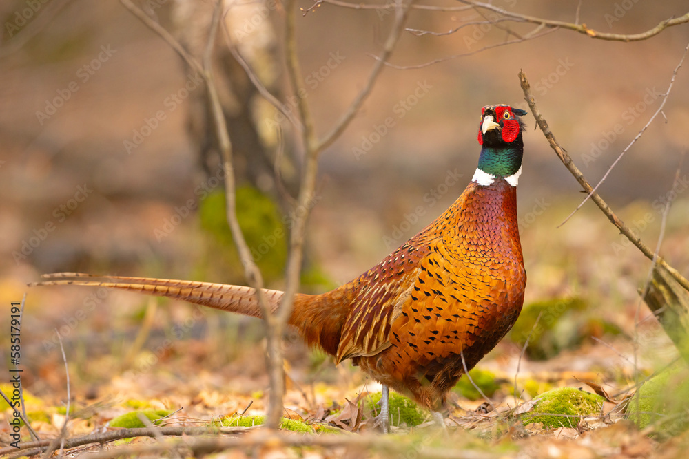 Fototapeta premium Bażant zwyczajny, bażant (Phasianus colchicus)