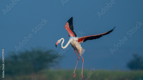 The greater flamingo (Phoenicopterus roseus)