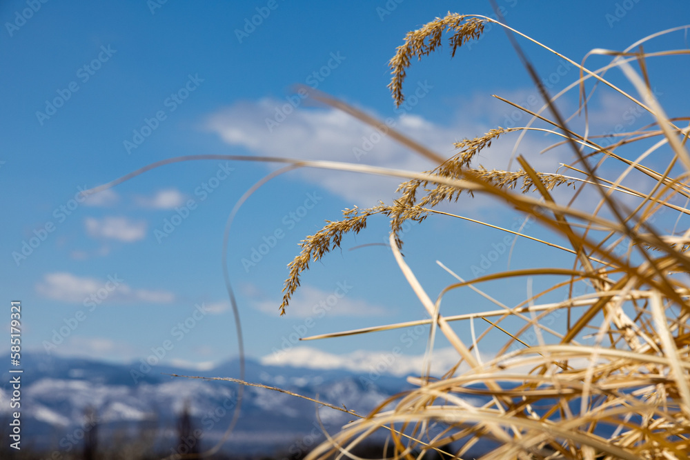 Obraz premium ears of wheat against blue sky