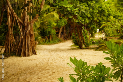 Jungle in Bali with Sand