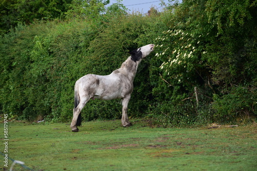 Black and White horse eating leaves from a hawthawn hedge