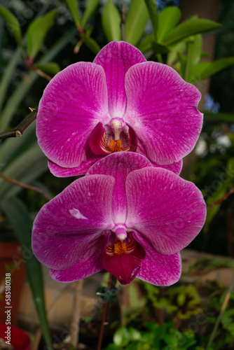 pink orchid flower