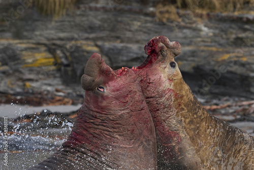 Southern Elephant Seal (Mirounga leonina) fights with a rival for control of a large harem of females during the breeding season on Sea Lion Island in the Falkland Islands.
