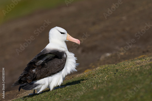 Black-browed Albatross (Thalassarche melanophrys) on the cliffs of Saunders Island in the Falkland Islands. photo