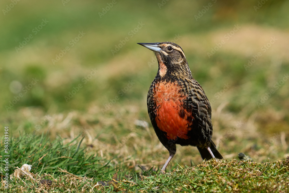 Long-tailed Meadowlark (Sturnella loyca falklandica) bathing in a small stream on Carcass Island in the Falkland Islands Long-tailed Meadowlark (Sturnella loyca falklandica) bathing in a small stream on Carcass Island in the Falkland Islands