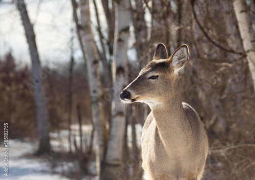 Wallpaper Mural A White - tailed Deer (Odocoileus virginianus) up close on the trail in Lynde Shores Conservation Area in Ontario in springtime Torontodigital.ca