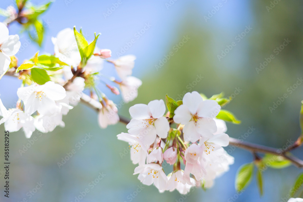 Cherry Blossoms 