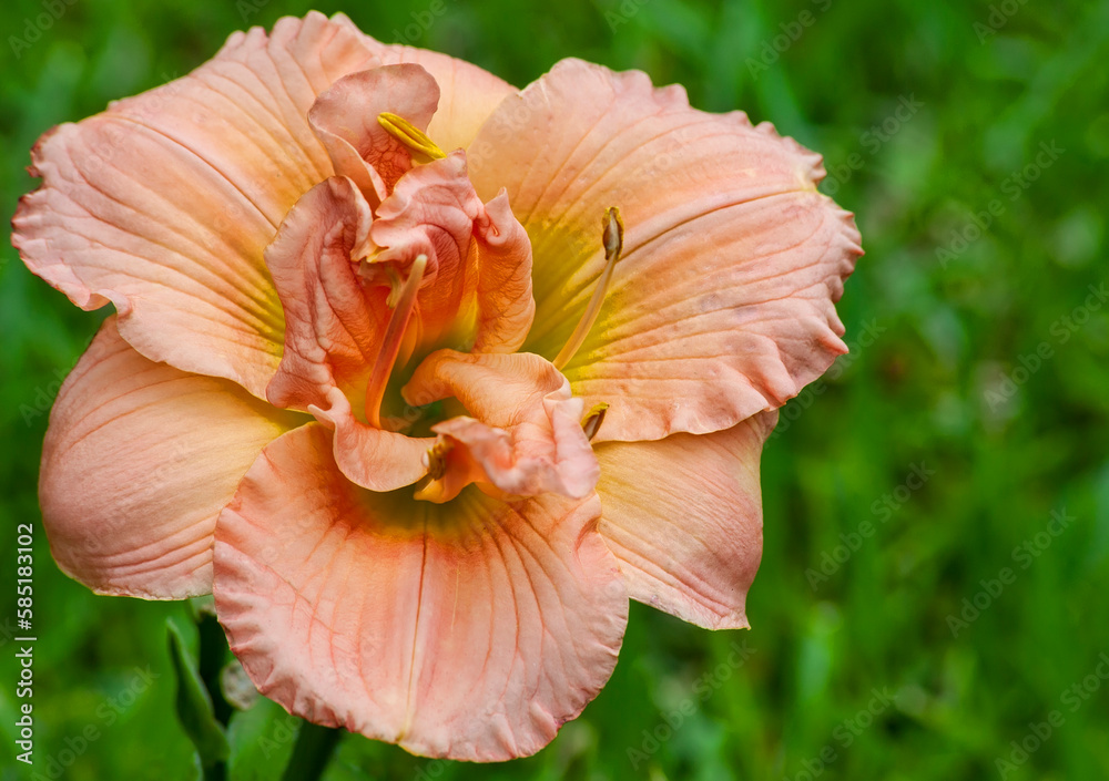 Vibrant Daylily Flower with Soft Green Grass Background Vibrant Daylily Flower with Soft Green Grass Background