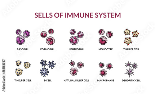 Cells of adaptive immune system. Human cells with names. Scientific microbiology vector illustration in sketch style. blood cellular components formation