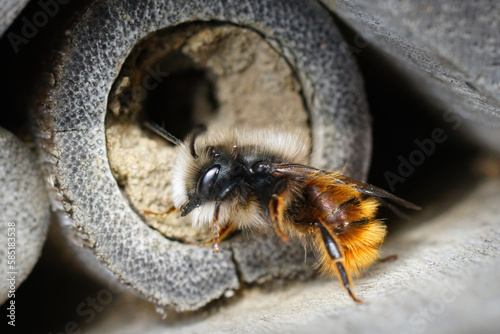 Closeup on a black and orange fluffy male, European orchard mason solitary bee, Osmia cornuta photo