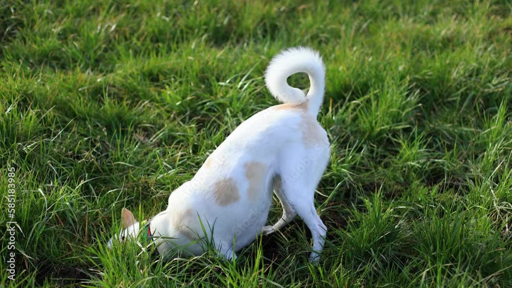 white puppy of a young dog digs the ground on the lawn puts his head in