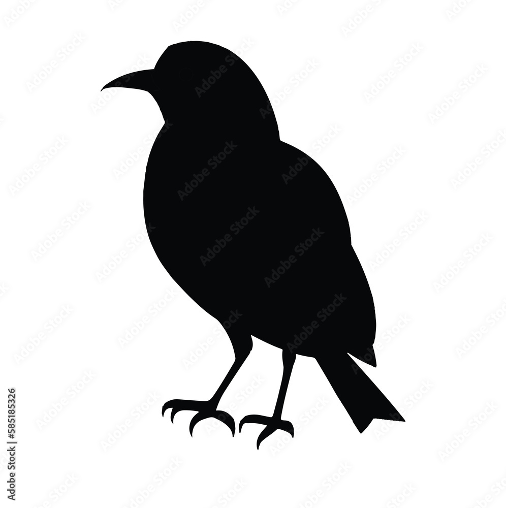 Fototapeta premium crow on white background