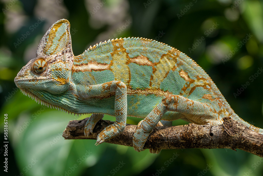 Fototapeta premium The veiled chameleon (Chamaeleo calyptratus) is a species of chameleon (family Chamaeleonidae) native to the Arabian Peninsula