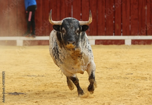 bull in the bullring in spain 