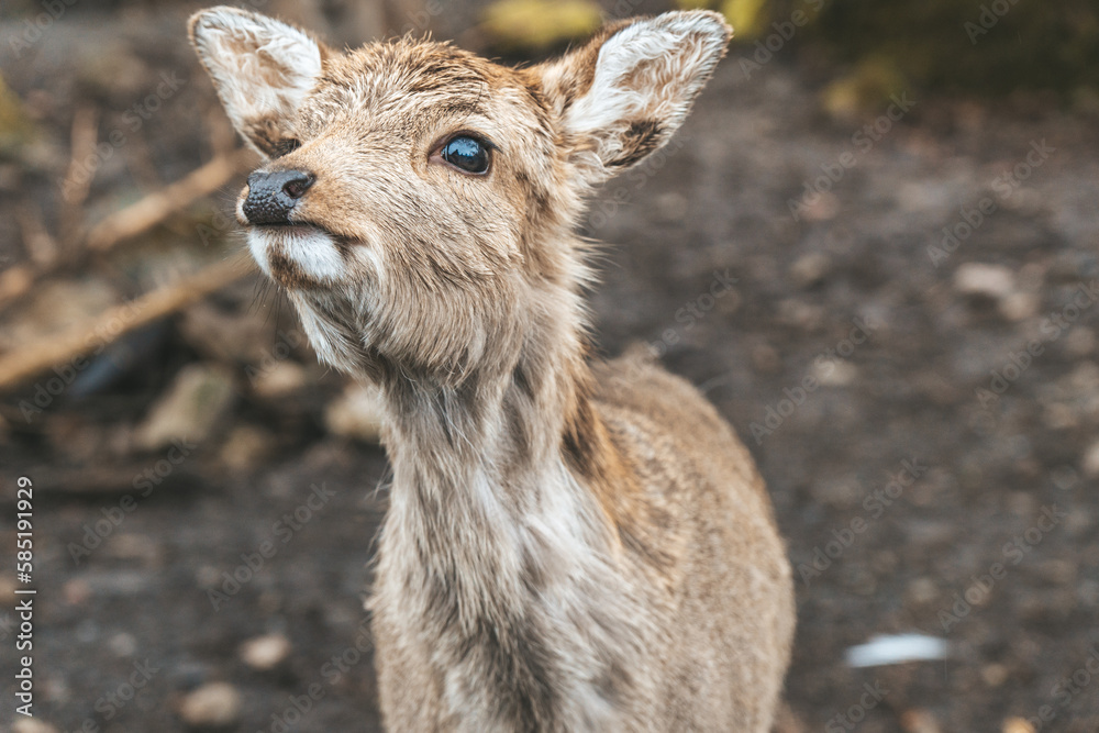 Reh im Wald Reh im Wald
