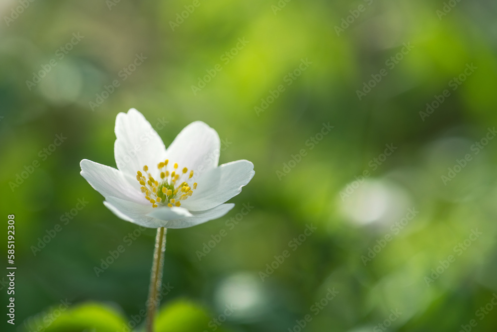 wood anemone (Anemone nemorosa), or Sylvie anemone wood anemone (Anemone nemorosa), or Sylvie anemone