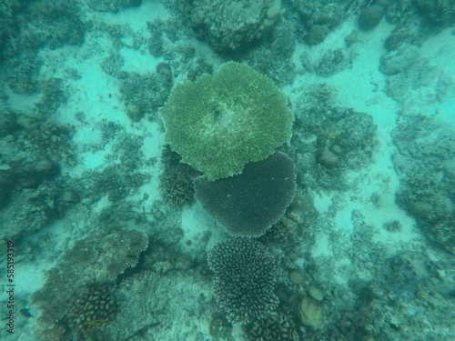 Diving with turtles in Bali