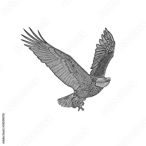 black eagle in flight, eagle sketches, falcon sketch
