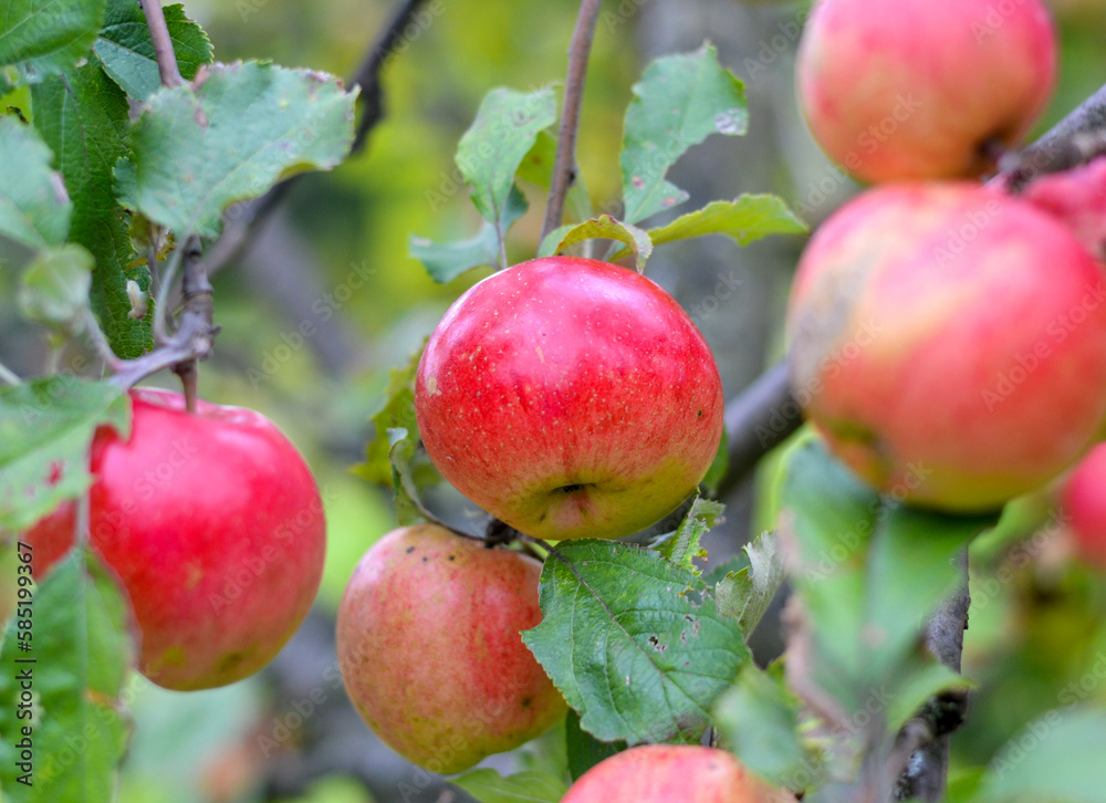 Apples ripen on the tree. Apple trees in the garden with ripe red apples ready for harvest. Apples ripen on the tree. Apple trees in the garden with ripe red apples ready for harvest.