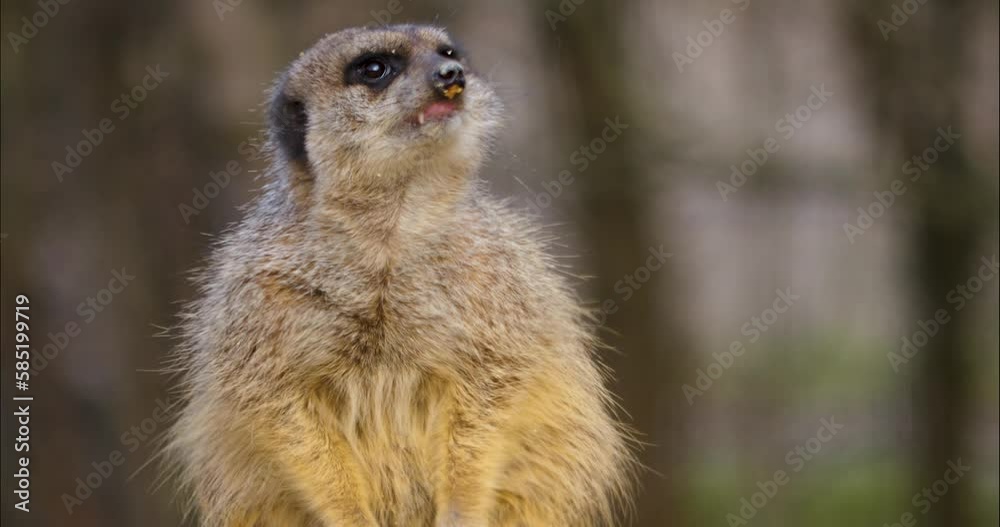 Close up of Meerkat sitting and looking around Close up of Meerkat sitting and looking around