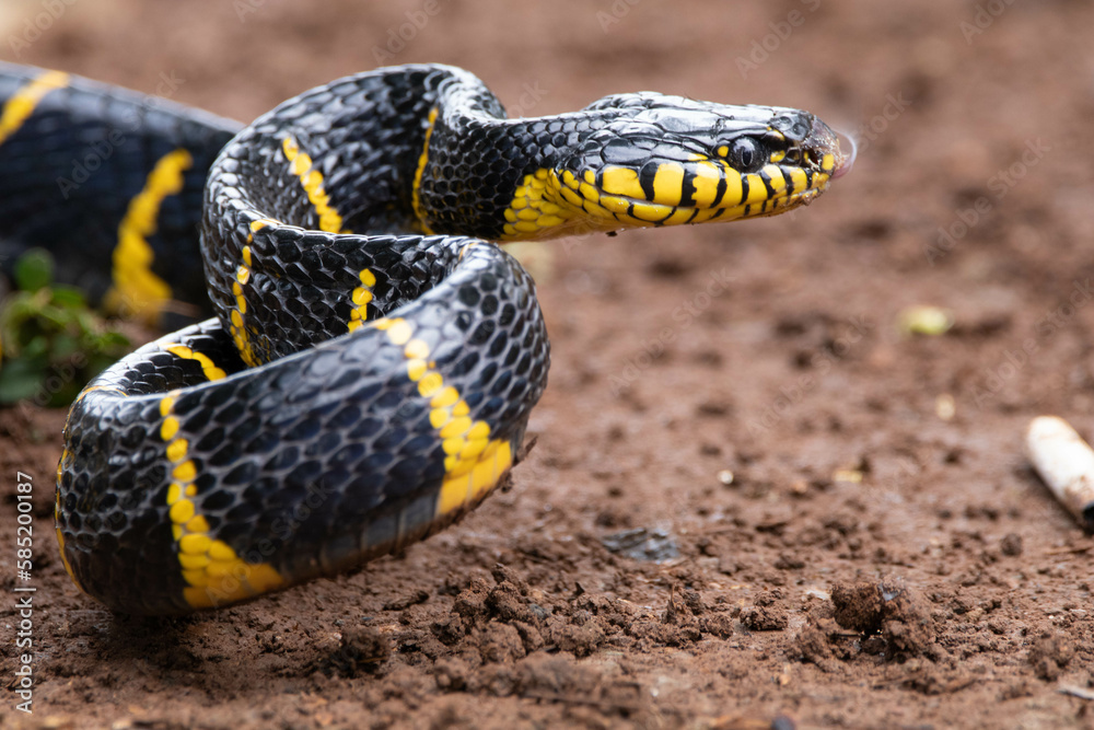Boiga dendrophila, commonly called the mangrove snake or the gold-ringed cat snake, is a species of rear-fanged venomous snake in the family Colubridae Boiga dendrophila, commonly called the mangrove snake or the gold-ringed cat snake, is a species of rear-fanged venomous snake in the family Colubridae