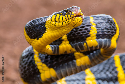 Boiga dendrophila, commonly called the mangrove snake or the gold-ringed cat snake, is a species of rear-fanged venomous snake in the family Colubridae