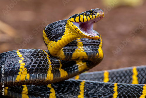 Boiga dendrophila, commonly called the mangrove snake or the gold-ringed cat snake, is a species of rear-fanged venomous snake in the family Colubridae photo