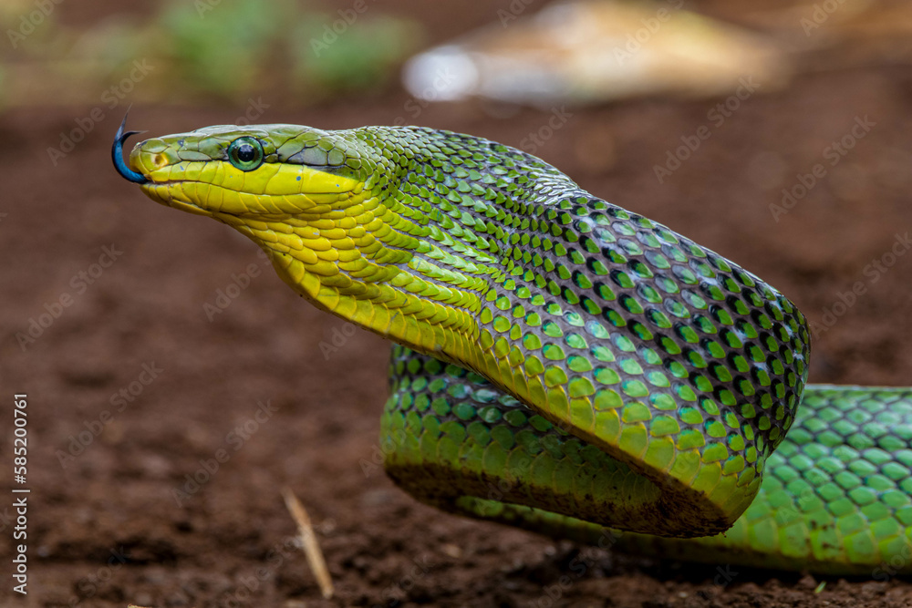 Obraz premium Gonyosoma oxycephalum, known commonly as the arboreal ratsnake, the red-tailed green ratsnake, and the red-tailed racer, is a species of snake in the family Colubridae. The species is endemic to South