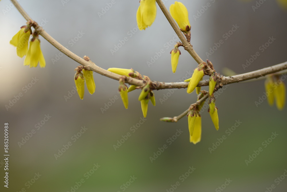 spring flowers close-up, bright yellow branches of European forsythia against the background of a cloudy sky, spring flowering pieces, bright yellow background, bright yellow floral background, spring flowers close-up, bright yellow branches of European forsythia against the background of a cloudy sky, spring flowering pieces, bright yellow background, bright yellow floral background,