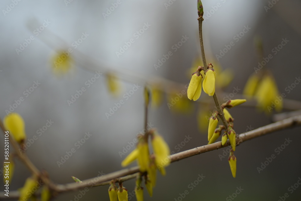 spring flowers close-up, bright yellow branches of European forsythia against the background of a cloudy sky, spring flowering pieces, bright yellow background, bright yellow floral background, spring flowers close-up, bright yellow branches of European forsythia against the background of a cloudy sky, spring flowering pieces, bright yellow background, bright yellow floral background,
