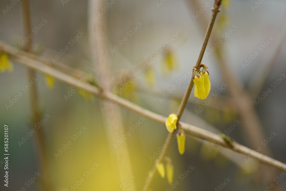 spring flowers close-up, bright yellow branches of European forsythia against the background of a cloudy sky, spring flowering pieces, bright yellow background, bright yellow floral background, spring flowers close-up, bright yellow branches of European forsythia against the background of a cloudy sky, spring flowering pieces, bright yellow background, bright yellow floral background,