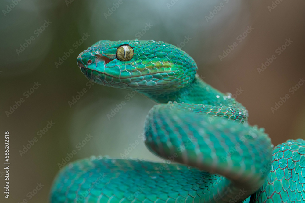 Fototapeta premium Trimeresurus insularis or Indonesian pit viper, Lesser Sunda Islands pit viper, Sunda white-lipped pit viper is a venomous pit viper species found in eastern Java and the Lesser Sunda Islands, Indones