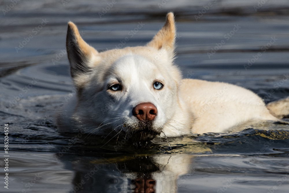 A dog swimming in a pond, white dog with blue eyes