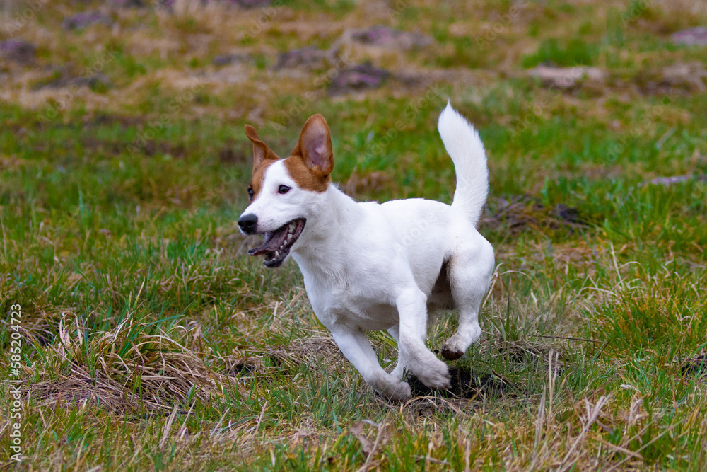 jack russell terrier running on the grass