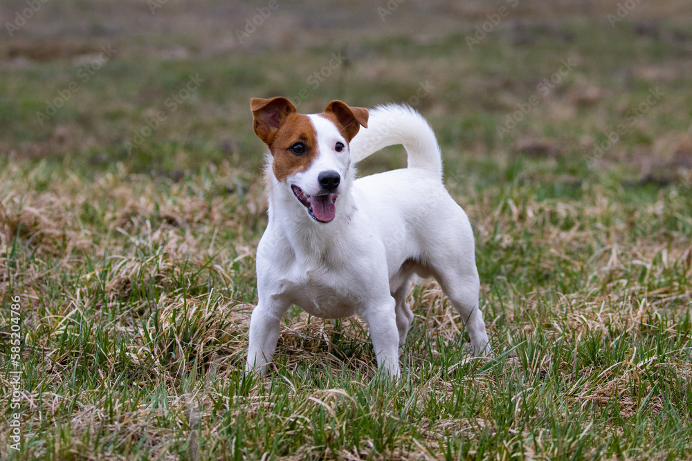A small white dog with an open mouth and tongue out, jack russell terrier A small white dog with an open mouth and tongue out, jack russell terrier
