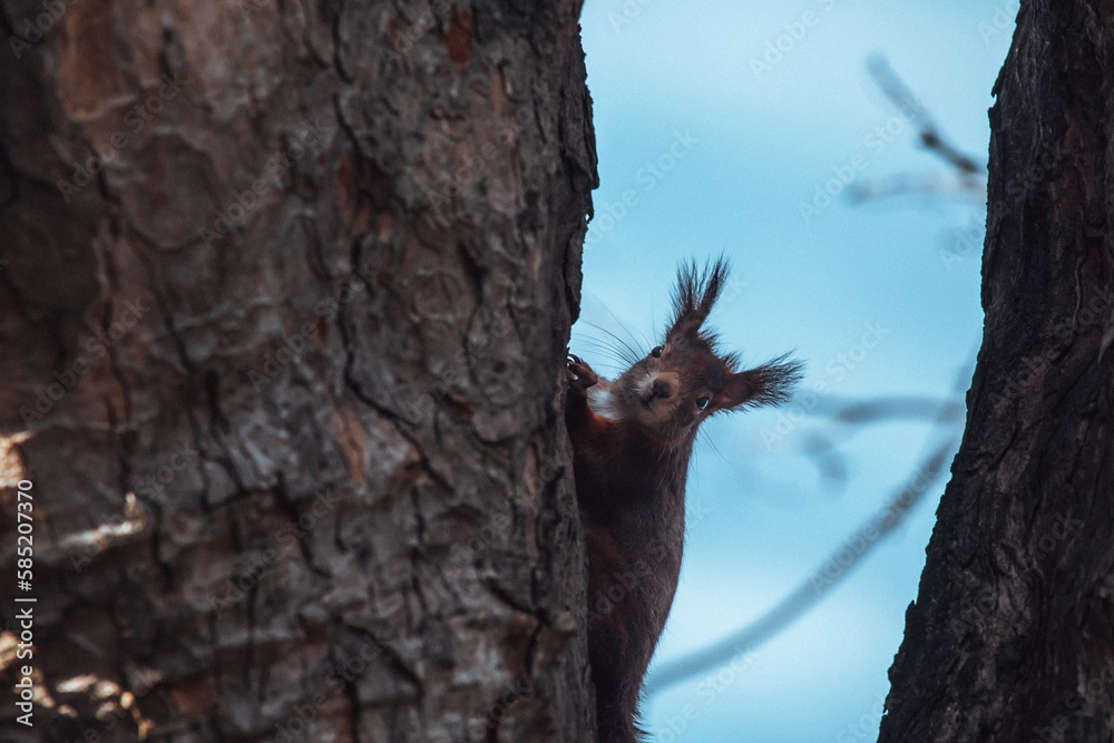 Obraz premium Eichhörnchen klettert einen Baum hinauf 