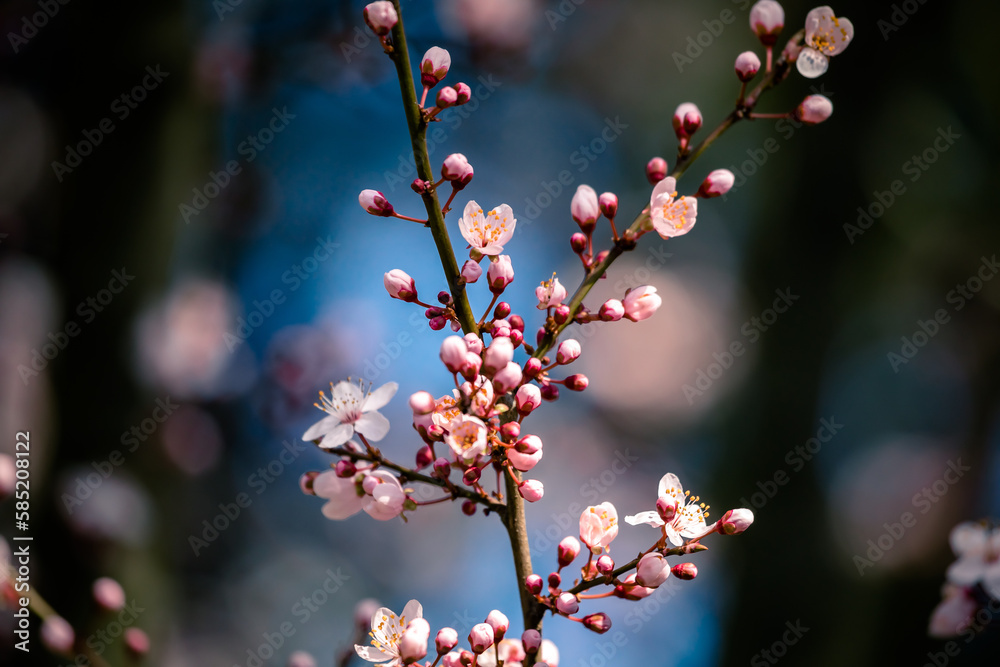 Wunderschöne rosa Blüten in Nahaufnahme Wunderschöne rosa Blüten in Nahaufnahme