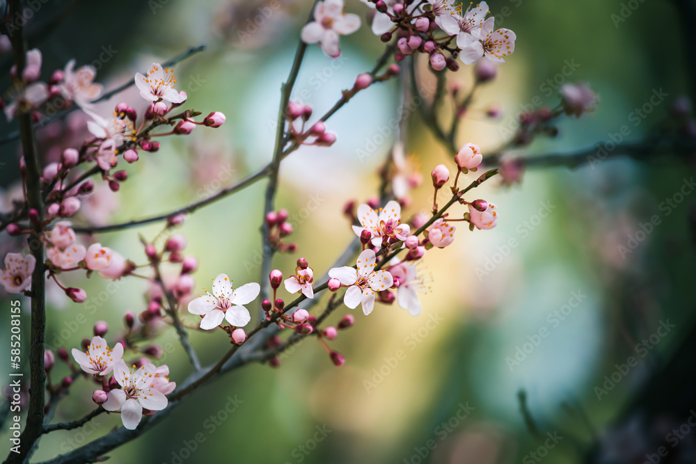 Rosa Blüten mit grün-blauem Hintergrund und schönem Bokeh Rosa Blüten mit grün-blauem Hintergrund und schönem Bokeh