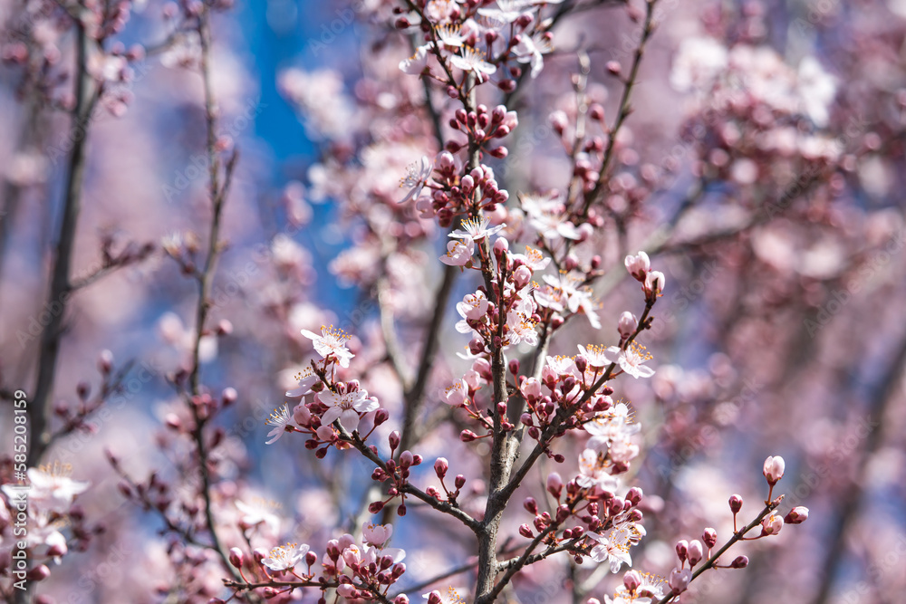 Wunderschöne rosa Blüten in Nahaufnahme Wunderschöne rosa Blüten in Nahaufnahme