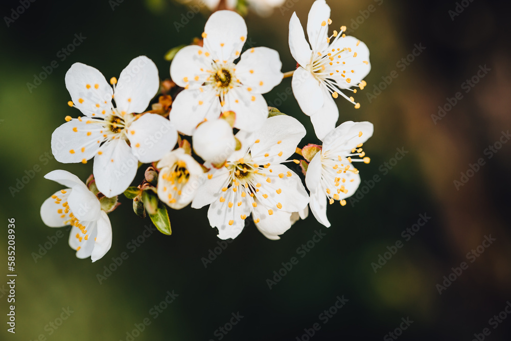 Wunderschöne weiße Blüten läuten das Frühlingserwachen ein