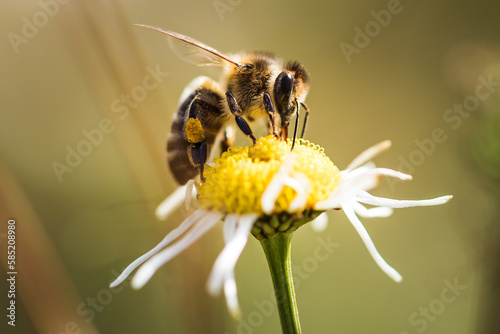 Biene am Arbeiten und Pflanzen bestäuben