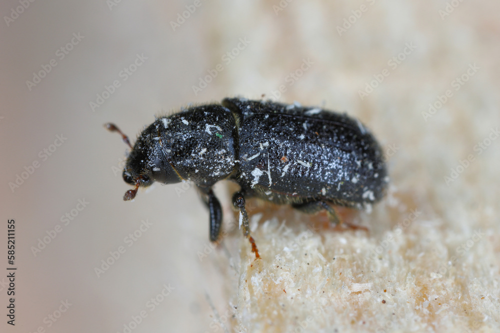 Tomicus piniperda (common pine shoot beetle). The bark beetle which is a pest of pine trees in forests. Tomicus piniperda (common pine shoot beetle). The bark beetle which is a pest of pine trees in forests.