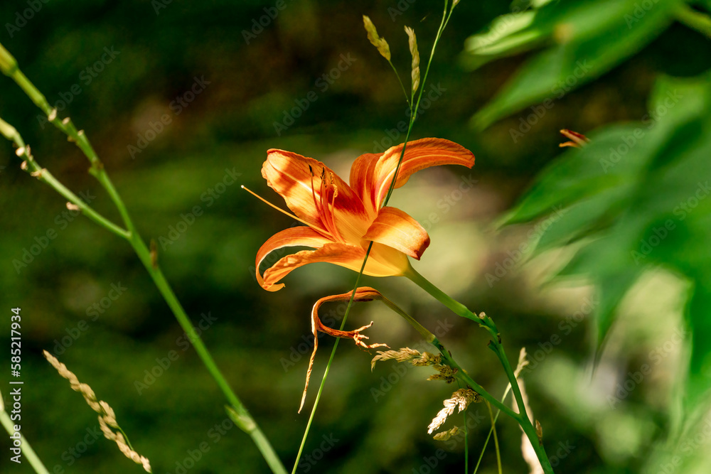 Obraz premium Burlington, Ontario, Canada - July 12, 2020: Single Orange Day Lilly seen through trees and plants,wrapping around a grass stalkwith dramatic dappled light.